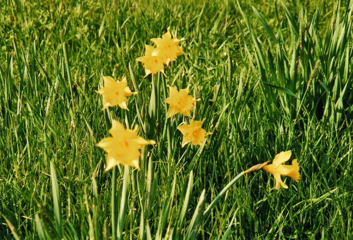 Aprilglocken am 1. April 2002 in Frutigen, Zndli