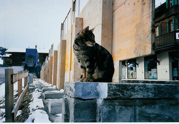 Eine Katze hlt Ausschau im Januar 1988 in Adelboden, Dorf