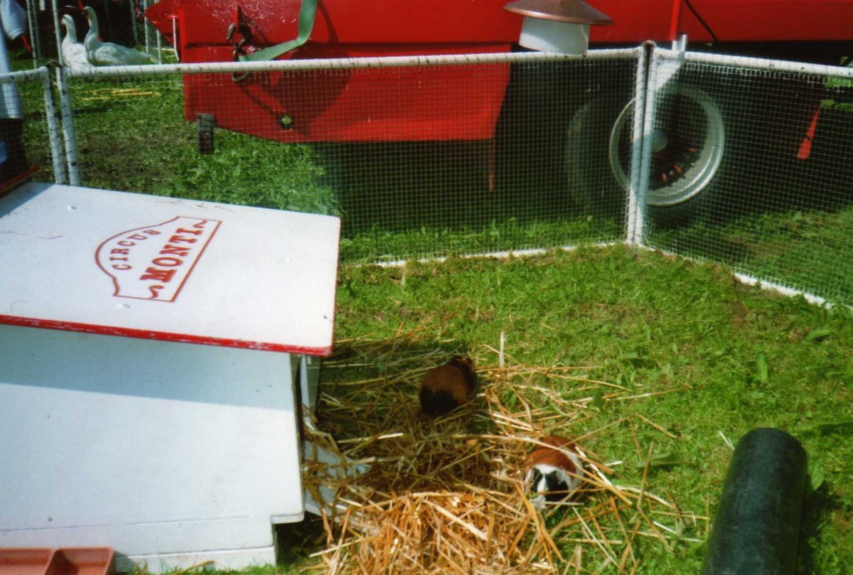 Zwei Meerschweinchen vom Circus Monti am 2. August 1995 in Adelboden, Boden