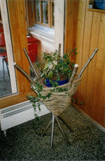 Grnpflanze im Juli 2003 in Achseten, Berghaus Elsigenalp