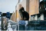 adelboden/478089/eine-katze-haelt-ausschau-im-januar Eine Katze hlt Ausschau im Januar 1988 in Adelboden, Dorf