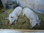 Zwei Schweine am 1. August 2010 auf der Alp Laueli ob Adelboden